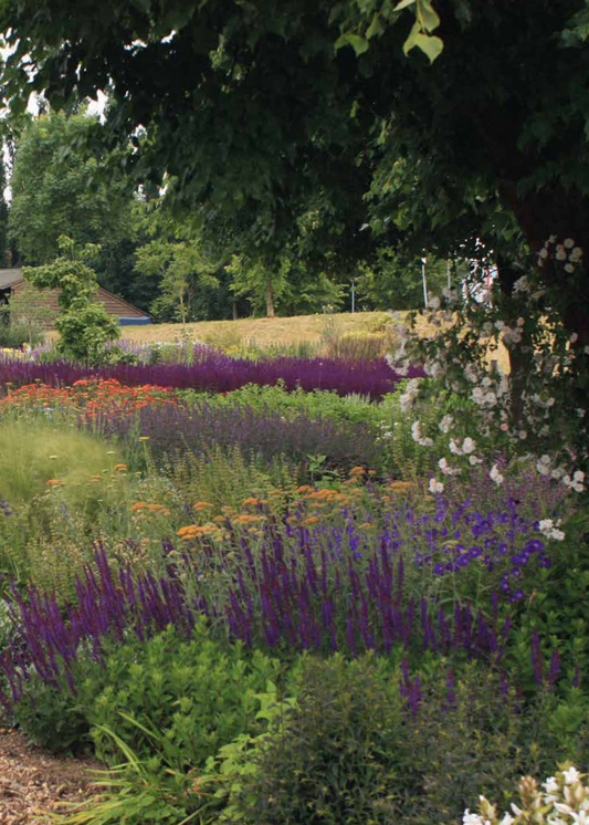 Mijn natuurlijke tuin. Tuinieren volgens The Dutch Wave